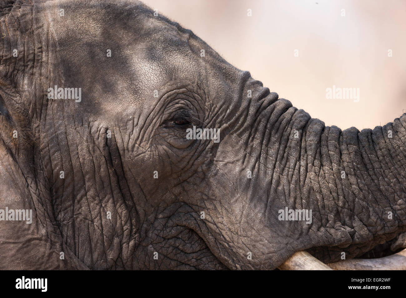Retrato de elefante Foto de stock