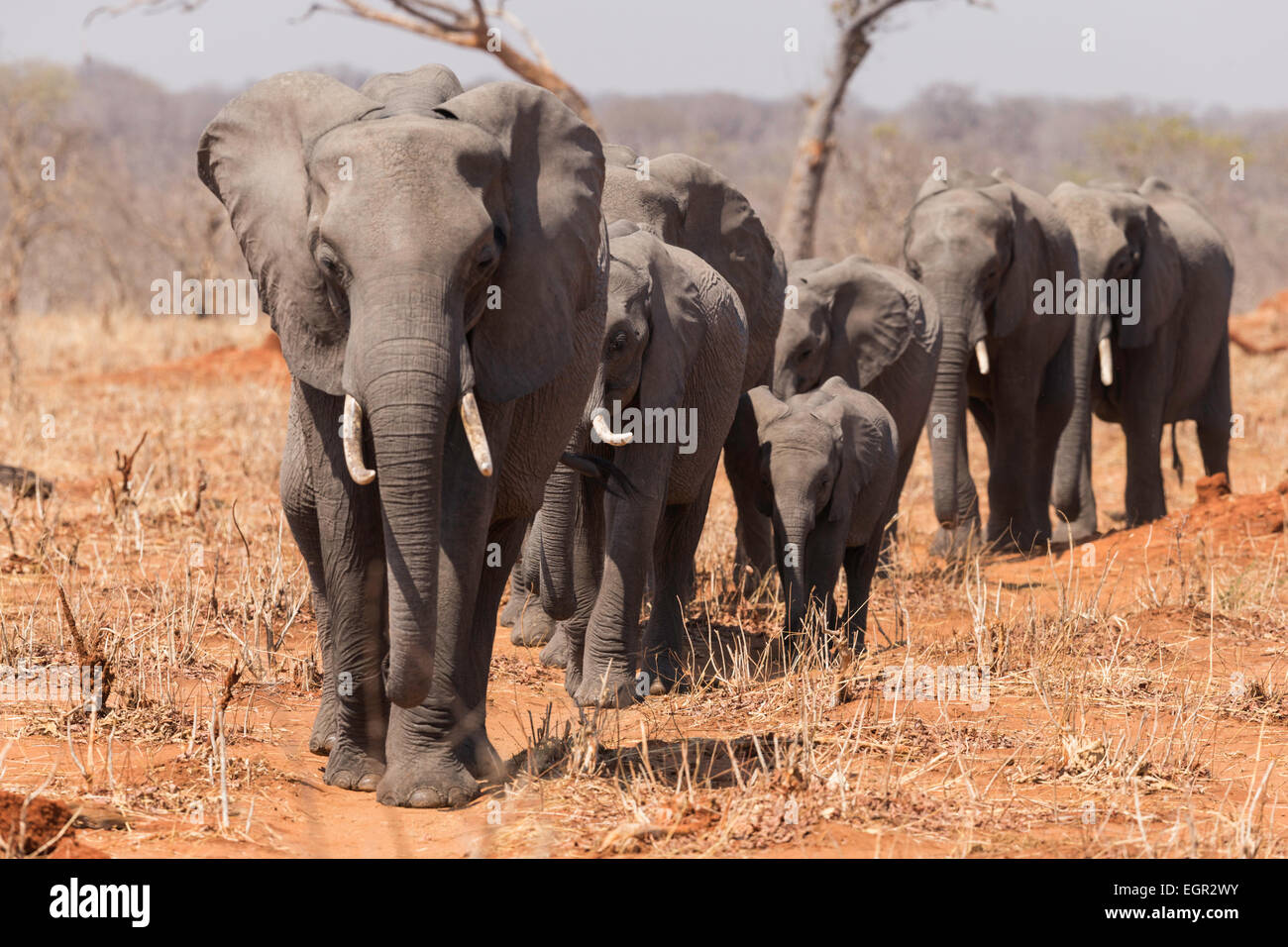 Los elefantes caminando en Botswana Game Reserve Foto de stock