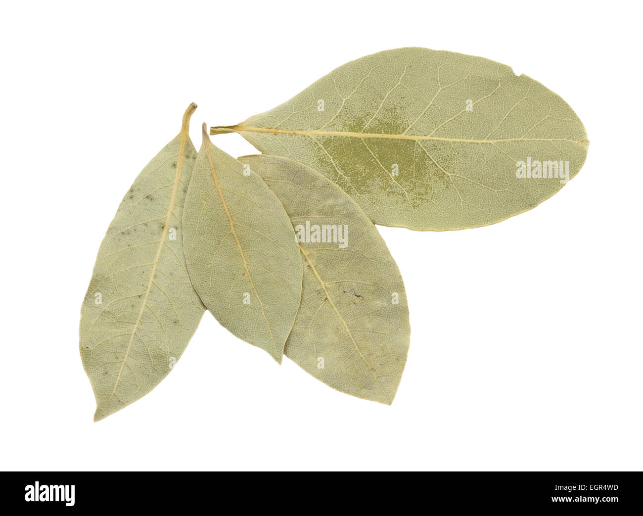 Hojas de laurel seco sobre fondo blanco Fotografía de stock Alamy