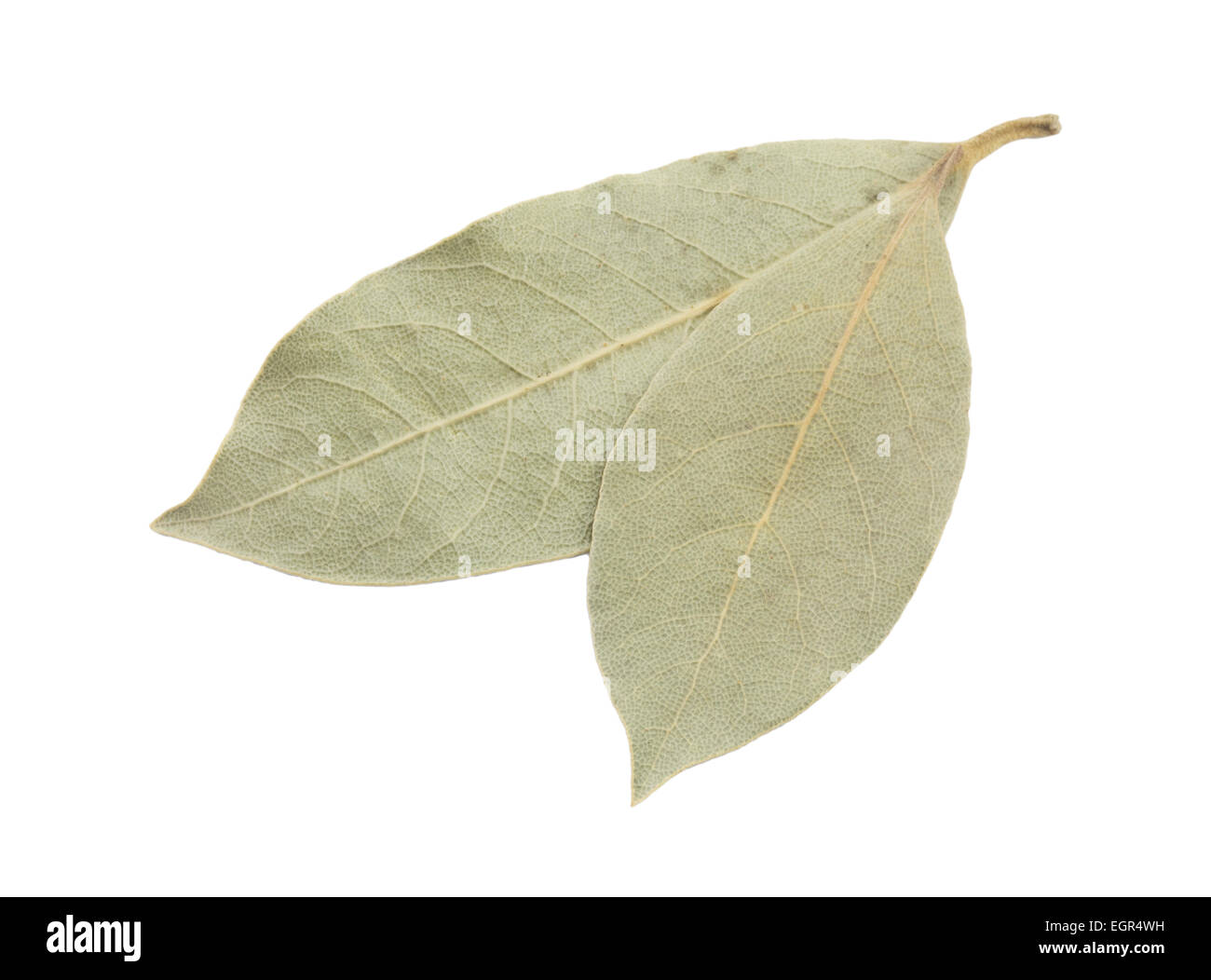 Hojas de laurel seco sobre fondo blanco Fotografía de stock Alamy