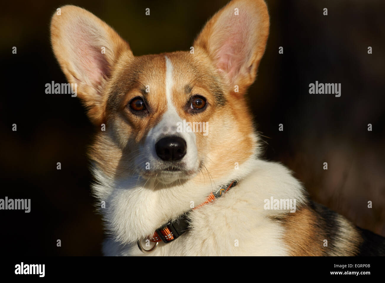 Welsh Corgi Pembroke Foto de stock