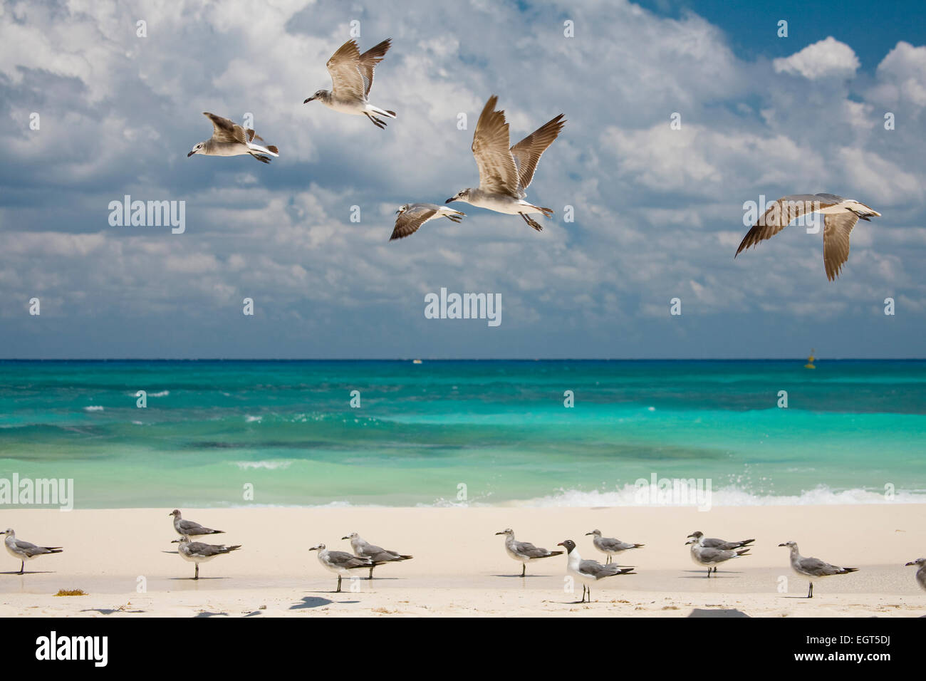 Gaviotas en la costa Caribe, cerca de Playa del Carmen, Quintana Roo, México. Foto de stock