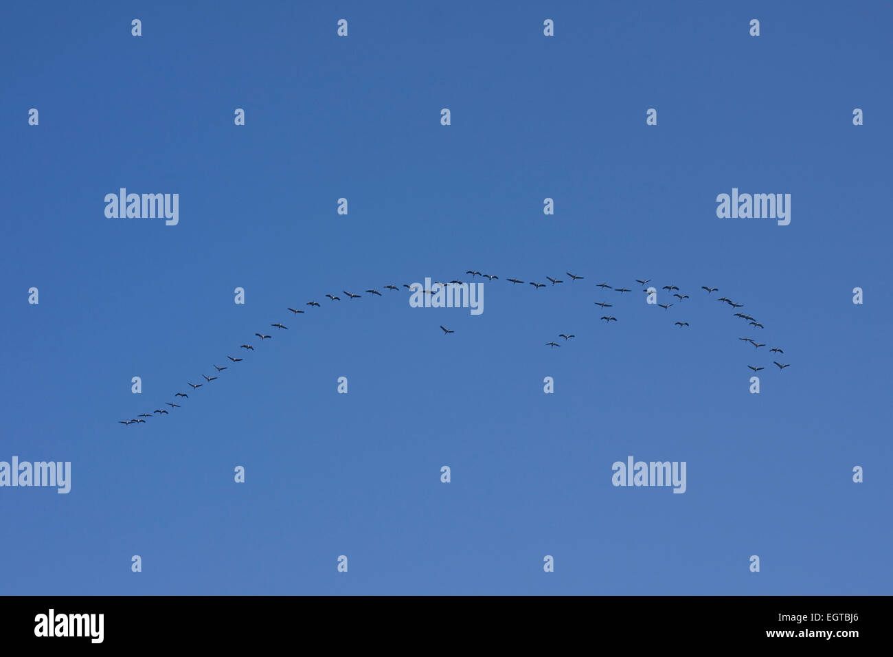 Graylag gansos (Anser anser), gansos silvestres en vuelo contra el cielo azul. El Estado federado de Mecklemburgo-Pomerania Occidental, Alemania, Europa Foto de stock