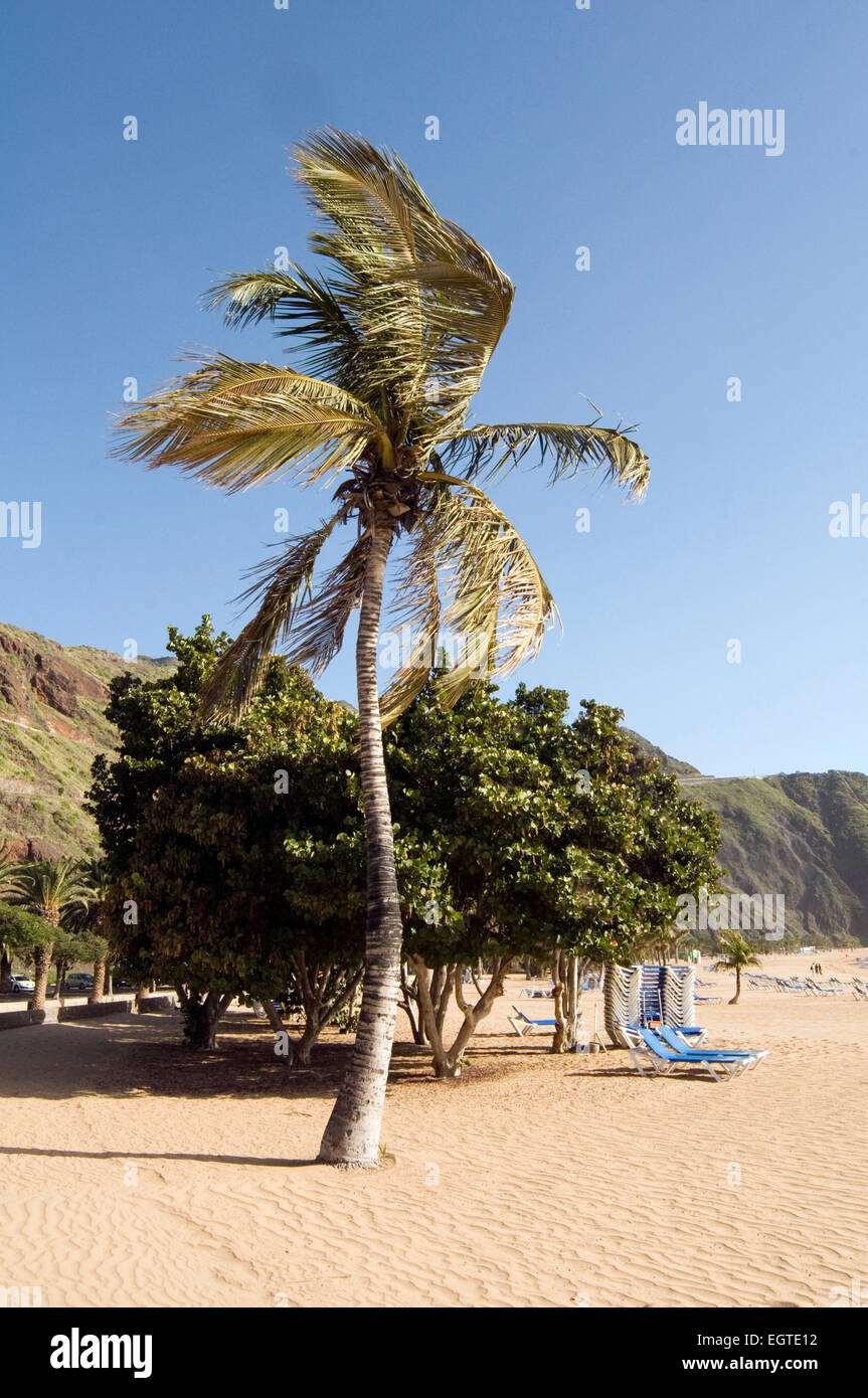 El viento barrió palmera árboles en playa playas ventoso tenerife islas  canarias islas canarias playa de Las Teresitas Fotografía de stock - Alamy