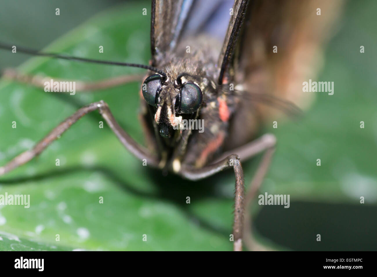 Macro cierre butteryfly tropical Foto de stock
