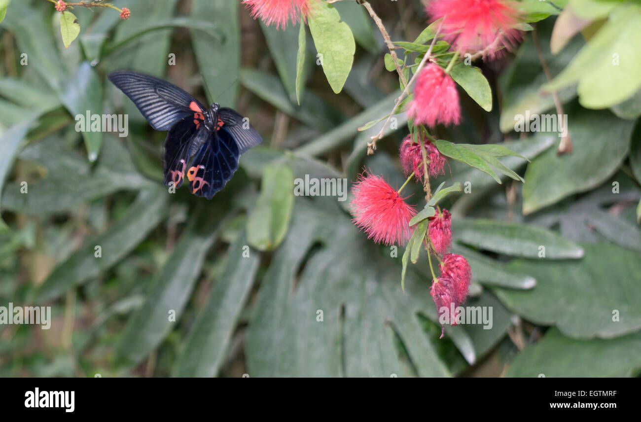 Butteryfly tropical en vuelo Foto de stock