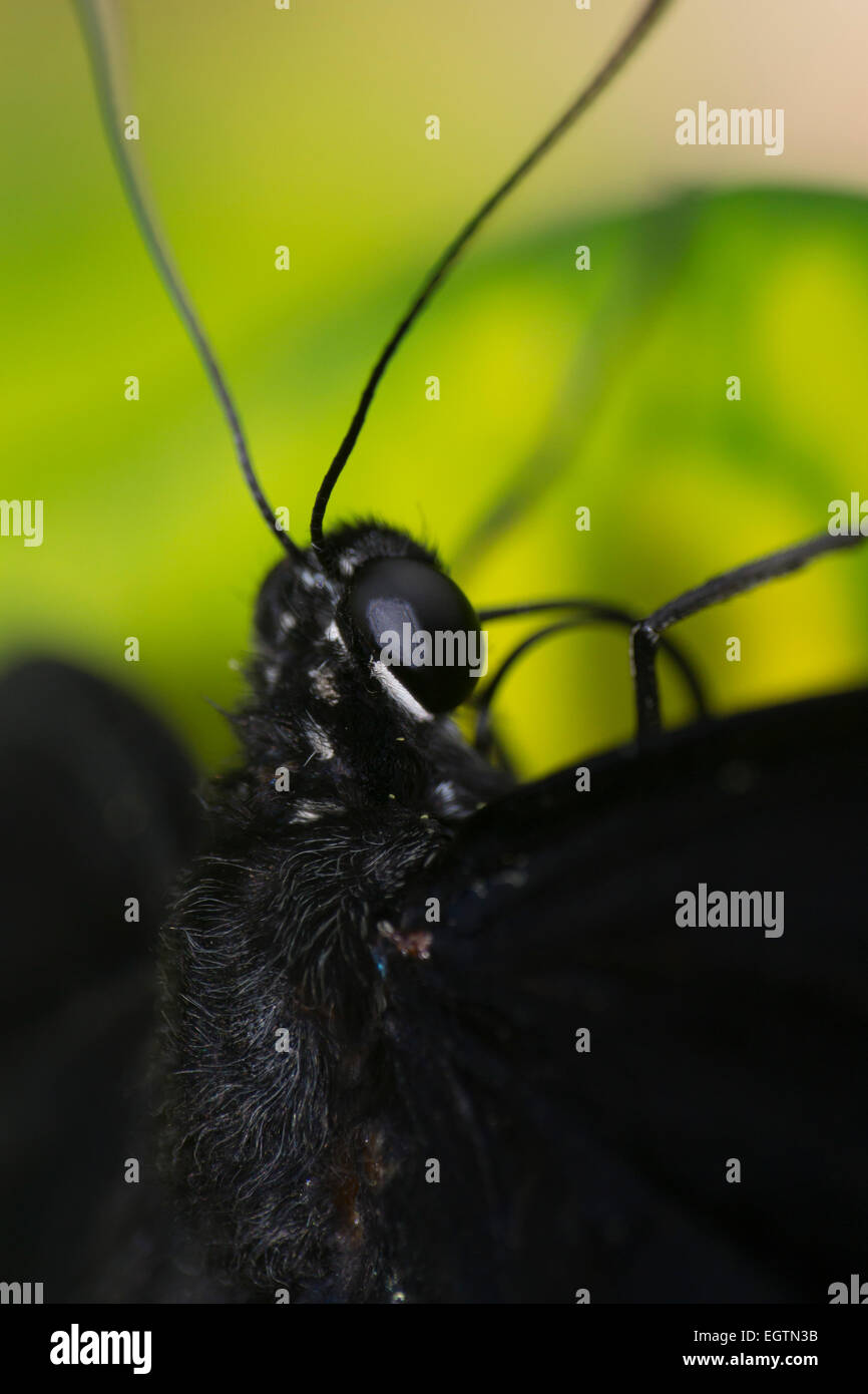 Cierre Butteryfly macro Foto de stock