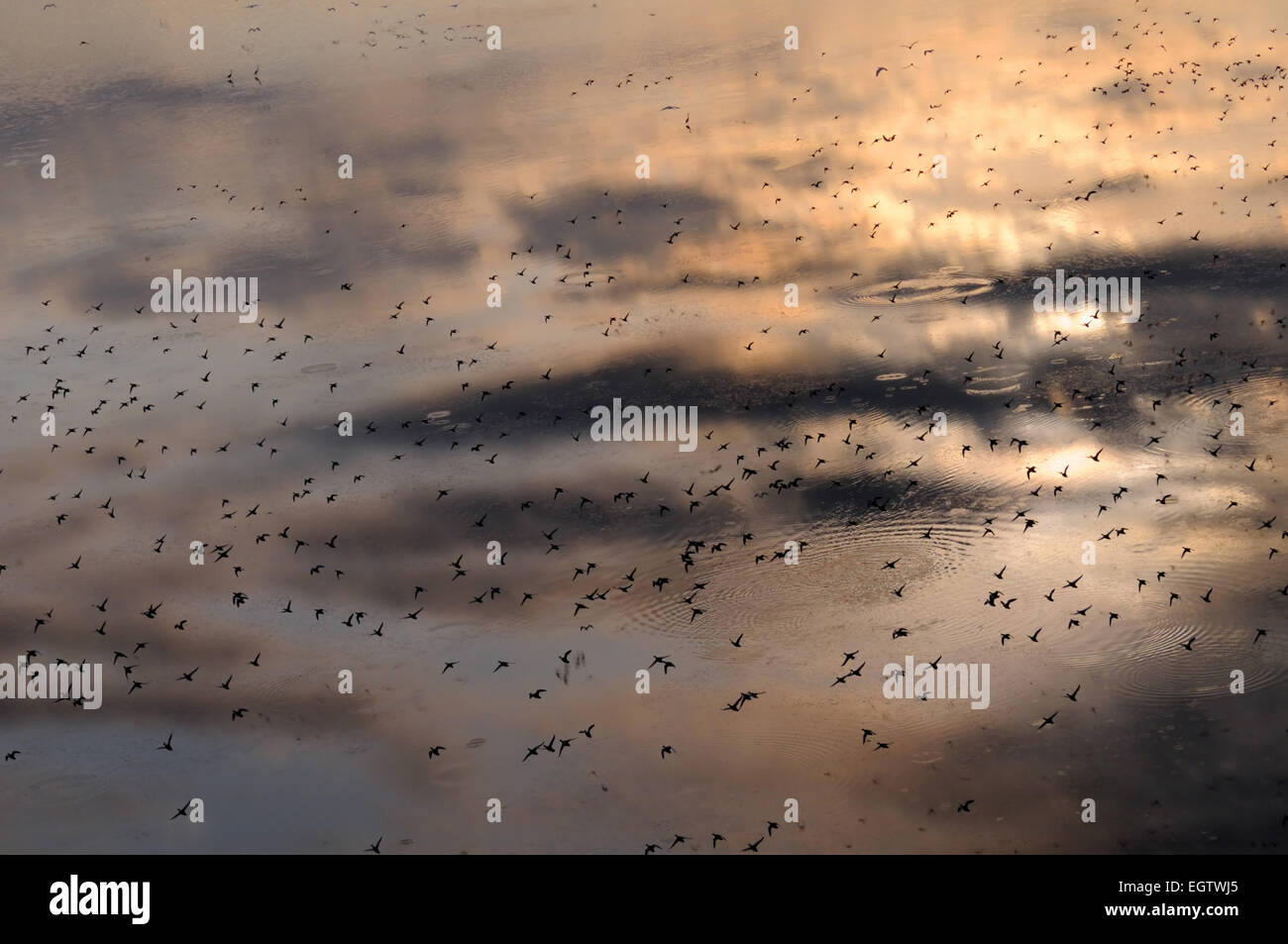 La reflexión del cielo en Manych lago con una bandada de pájaros Foto de stock