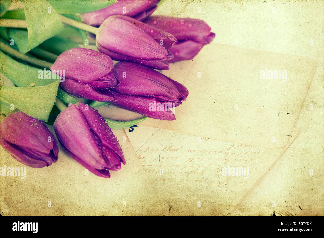 Viejas cartas de amor y tulipanes púrpura. Imagen de tonos de estilo retro Foto de stock