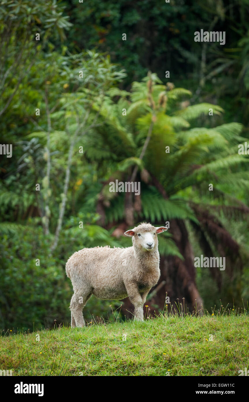 Romney Sheep al lado de Te Anga Road, Waikato, Isla del Norte, Nueva Zelanda. Foto de stock