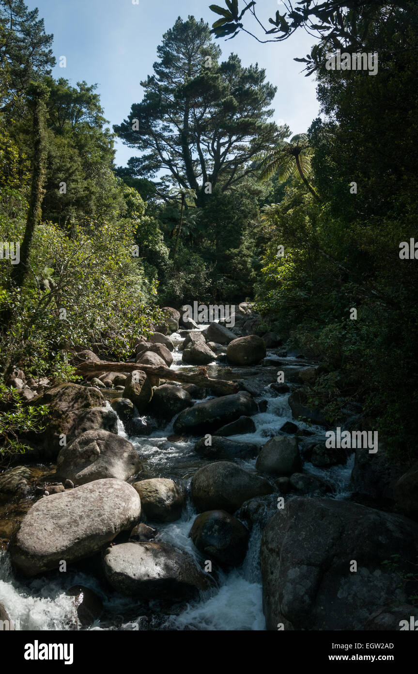 Wairere Falls pista en Wairere Stream, cerca de Matamata, Waikato, Isla Norte, Nueva Zelanda. Foto de stock