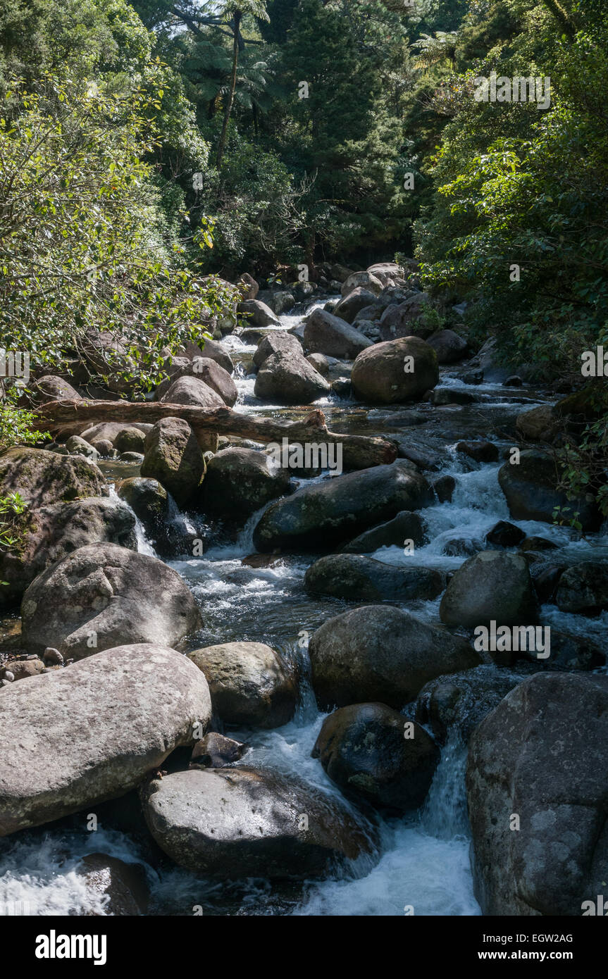 Wairere Falls pista en Wairere Stream, cerca de Matamata, Waikato, Isla Norte, Nueva Zelanda. Foto de stock