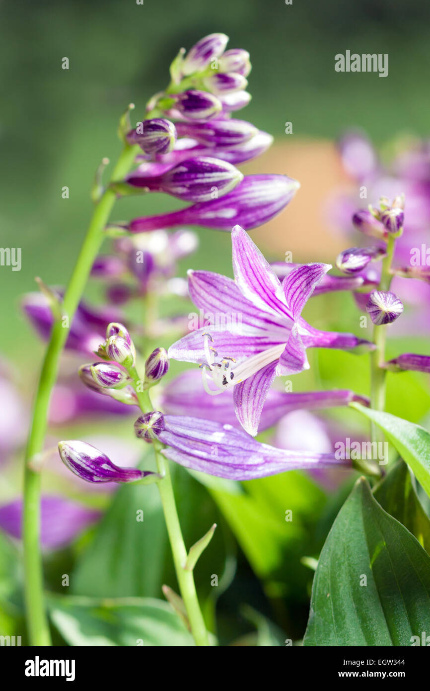 Detalle de flores de verano - Hosta sieboldii, Ingrem (Funkie, Funkia, Hosta xsieboldii (Paxt.) Ingram, Hosta albomarginata, Ohwi) Foto de stock