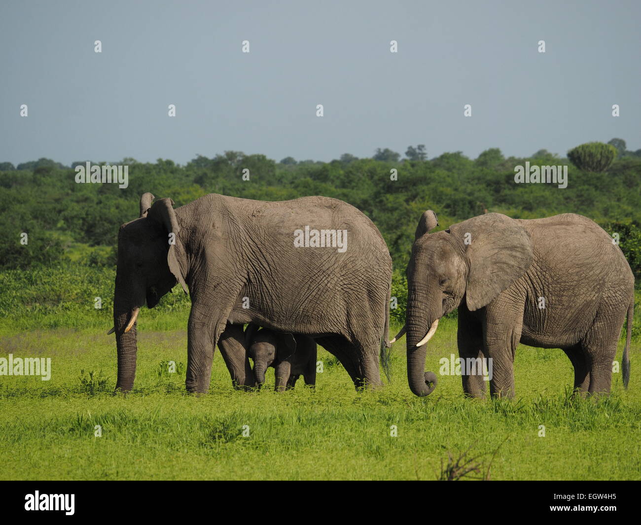 Dos adultos el elefante africano (Loxodonta africana) con pequeños terneros bajo la madre pastando tranquilamente en Ruaha N P Tanzania Foto de stock