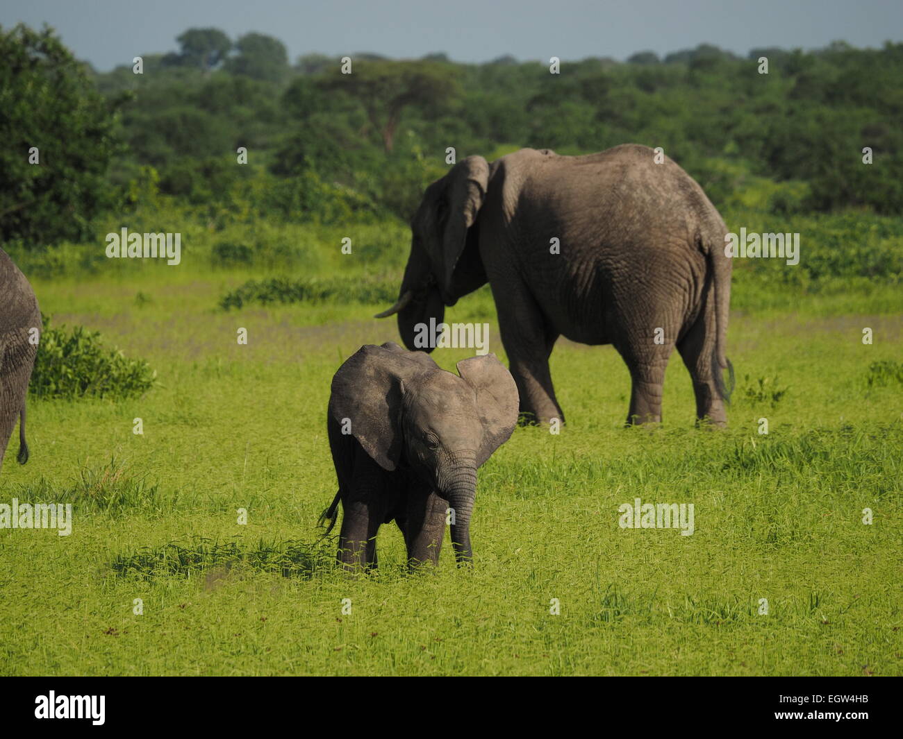 Elefante africano (Loxodonta africana) con un pequeño colmillo y pequeña ternera en primer plano pastan tranquilamente en Ruaha N P Tanzania Foto de stock