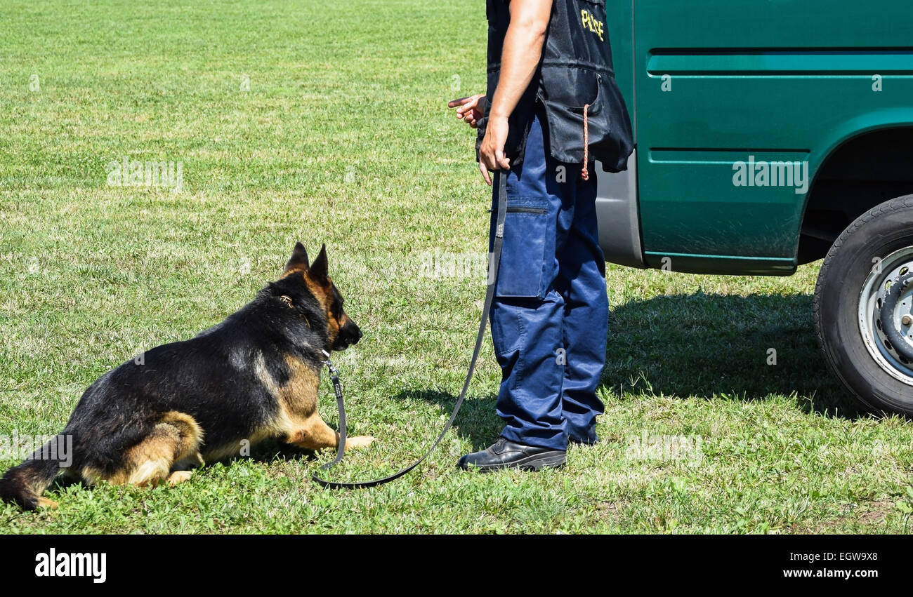 La policía al hombre con su perro pastor germen en la formación Foto de stock