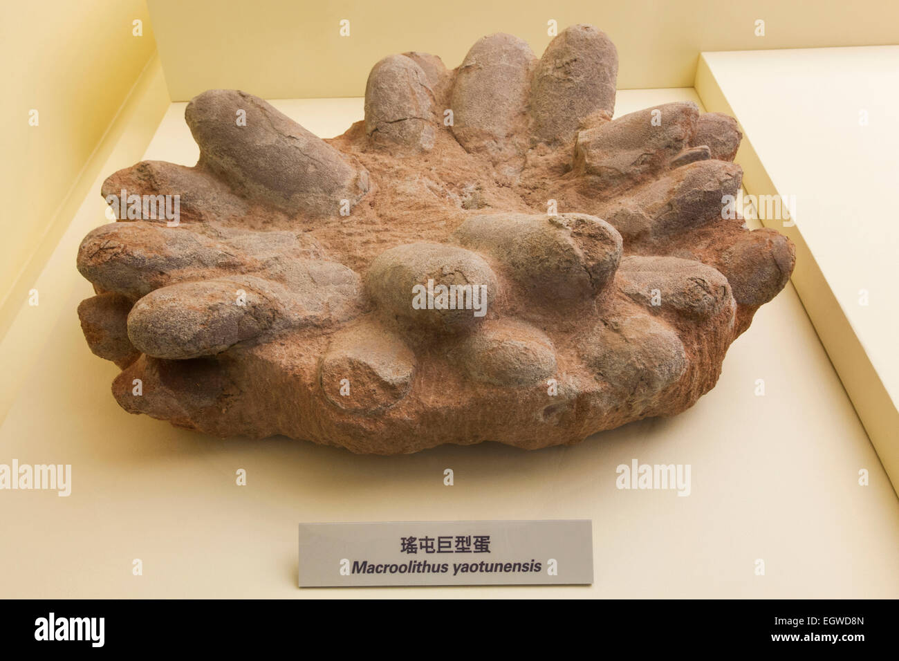 China, fósiles de huevos de dinosaurio Foto de stock