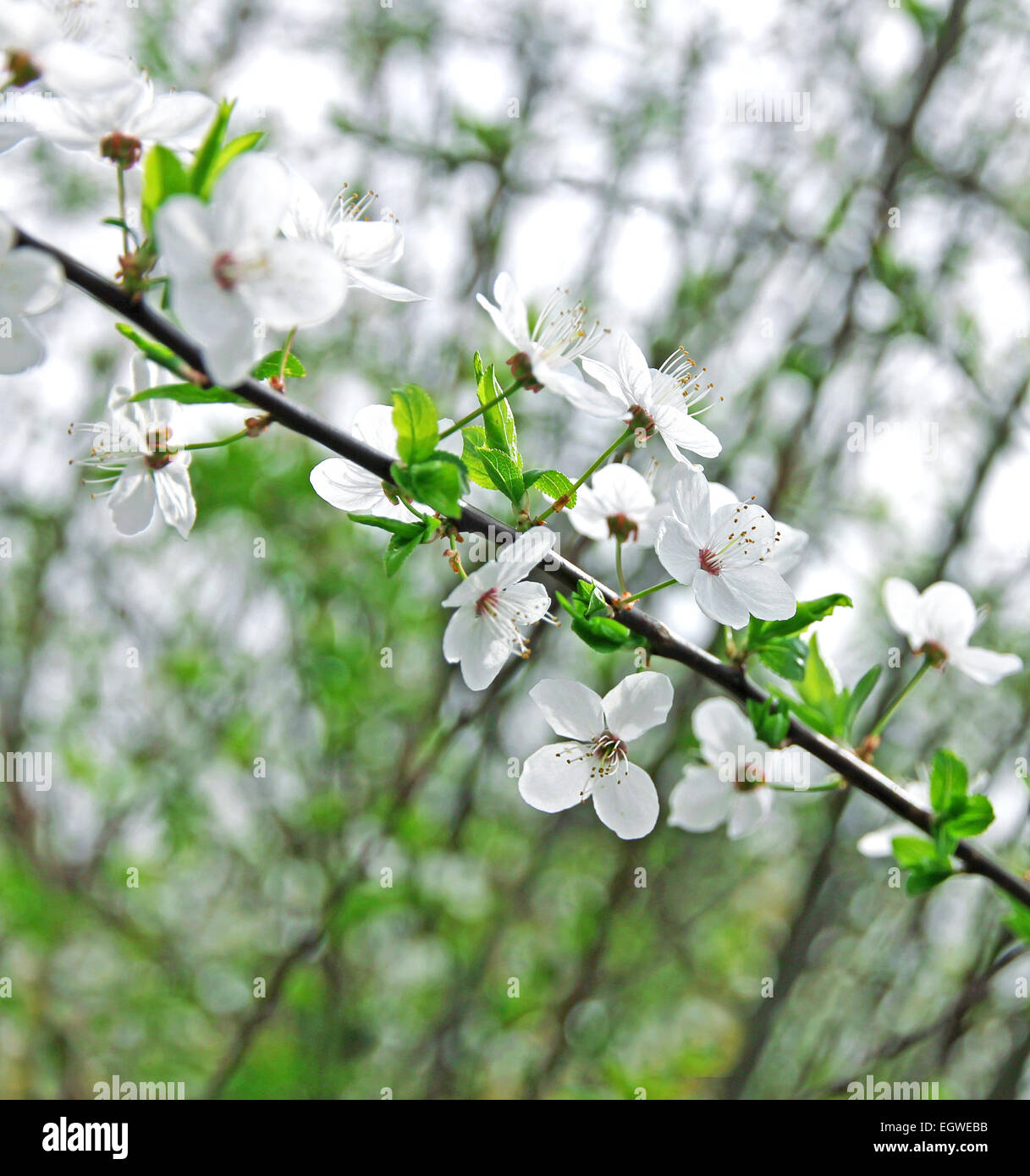 Cerezos en flor en primavera pueden utilizar como fondo Foto de stock