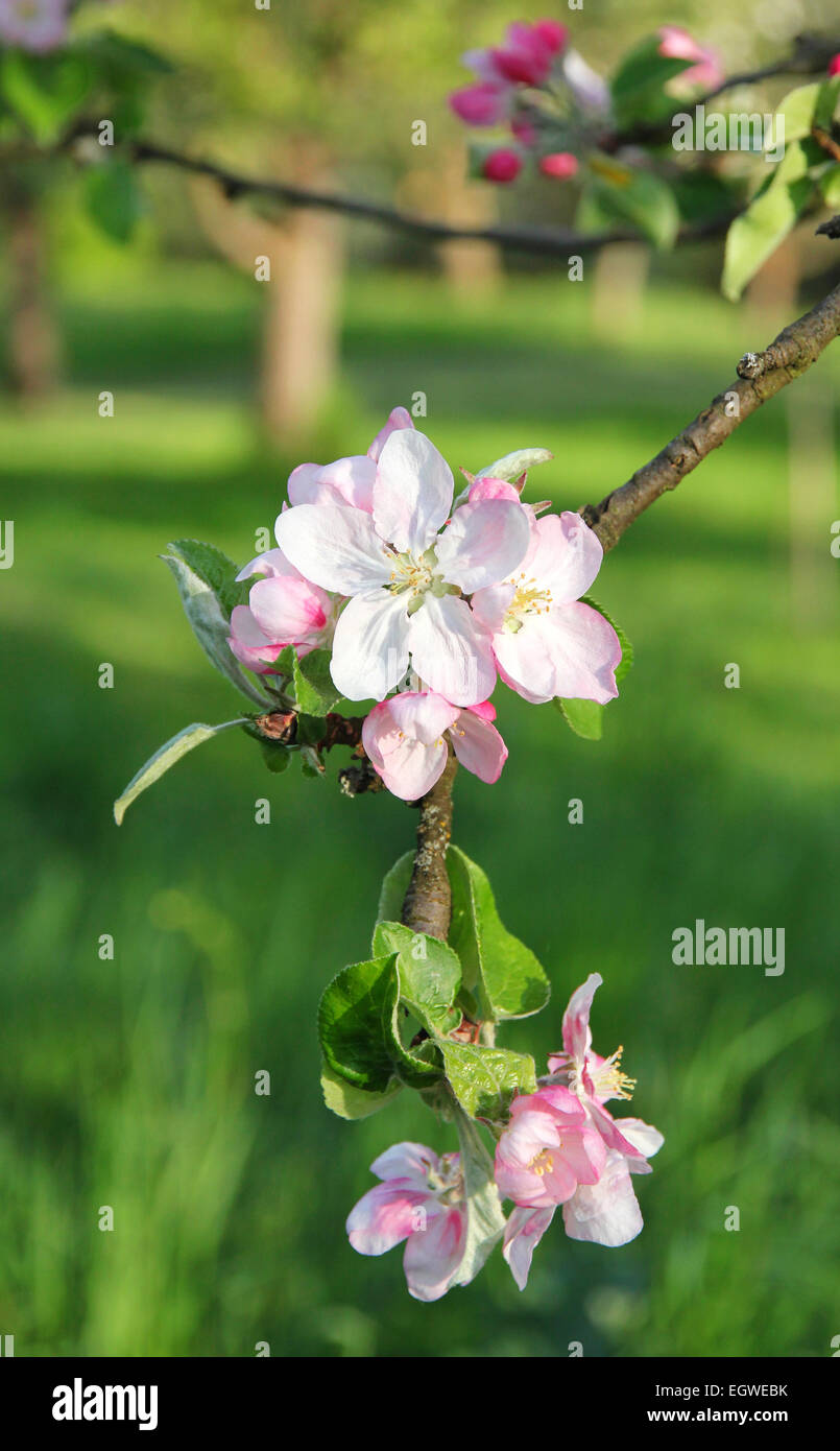 Apple florece en primavera se puede usar como fondo Foto de stock