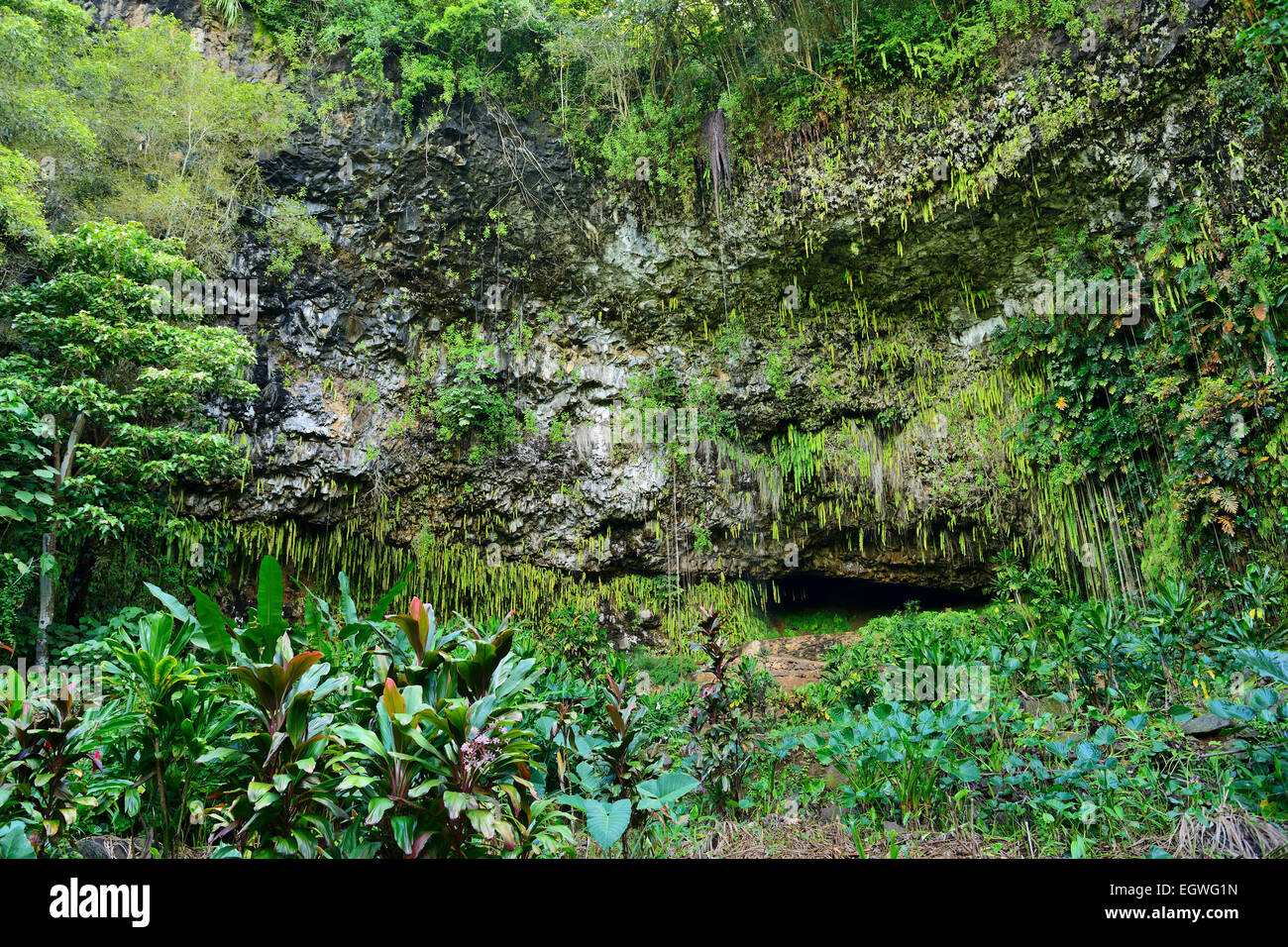 Fern Grotto en Wailua River State Park, Kauai, Hawaii, EE.UU. Foto de stock