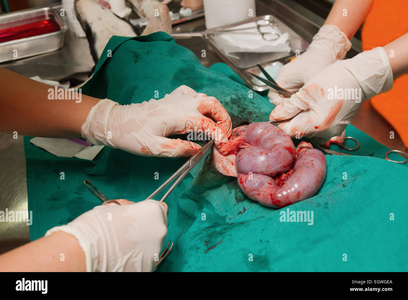 Perro en operación de esterilización, veterinario remueve el útero con  pymetra del perro Fotografía de stock - Alamy