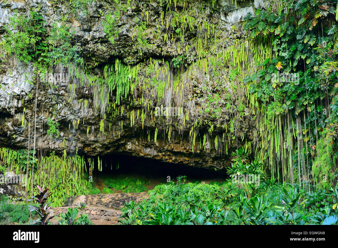 Fern Grotto en Wailua River State Park, Kauai, Hawaii, EE.UU. Foto de stock