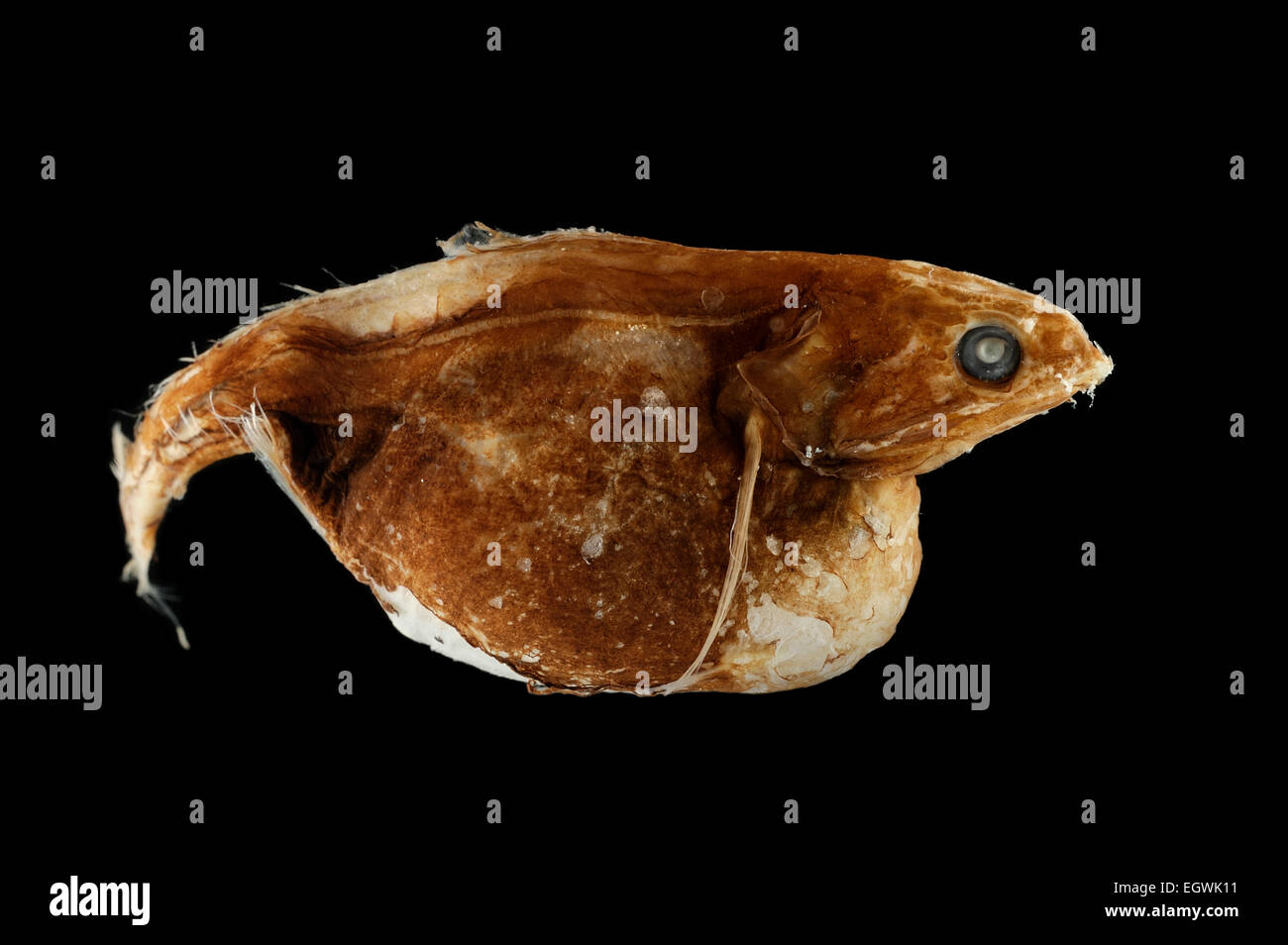 (Chiasmodon niger) ist ein räuberisch lebender Tiefseefisch aus der Familie der Schwarzen Schlinger (Chiasmodontidae). 2000m tiefe, FS Walter Herwig, 13.06.1995 Foto de stock