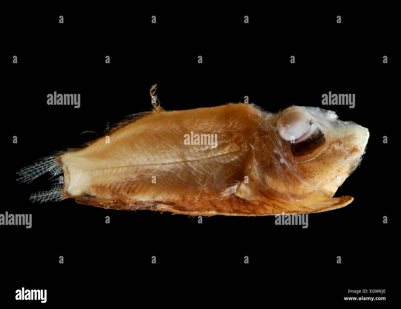 El 'mirrorbelly' o 'barreleye' (Opisthoproctus grimaldii) es un barreleye del género Opisthoproctus | Hochgucker (Opisthoproctus grimaldii), 500-600m Atlantik Foto de stock
