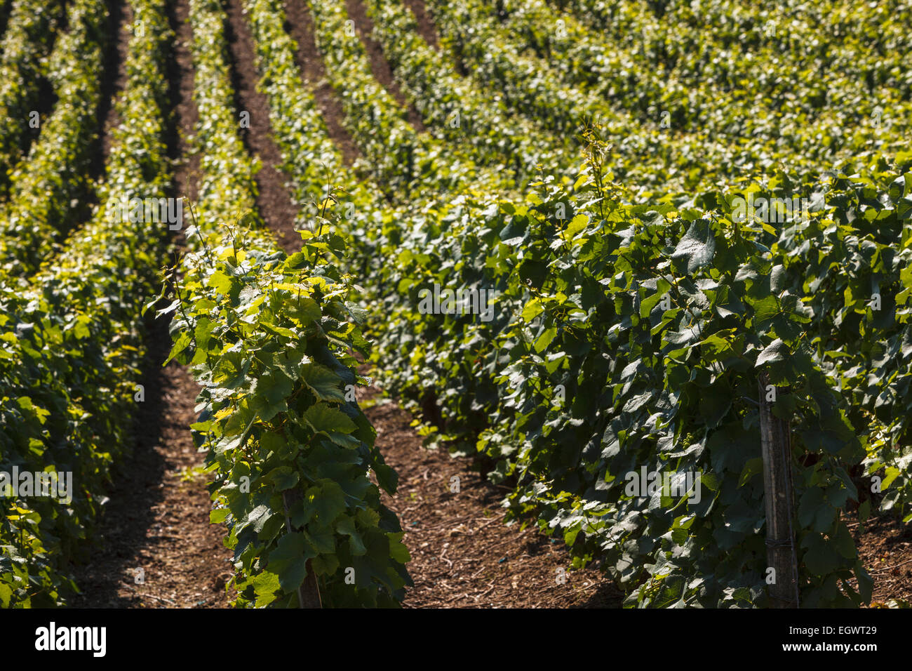 Viñedos de champaña de cerca en la región de Champagne, Francia, Europa Foto de stock
