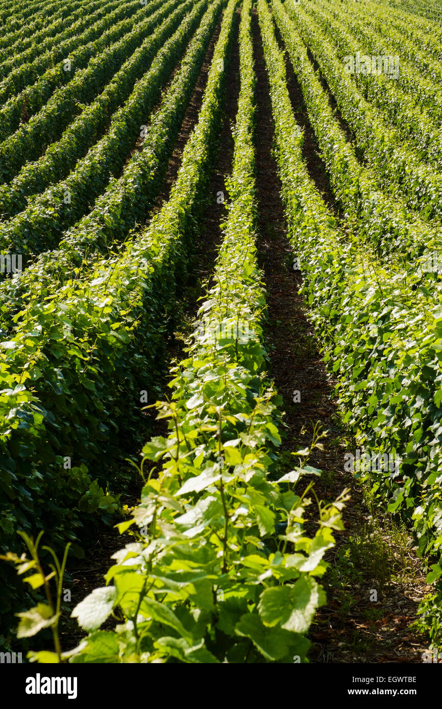 Hileras de viñedos de la región de Champagne, Francia, Europa Foto de stock