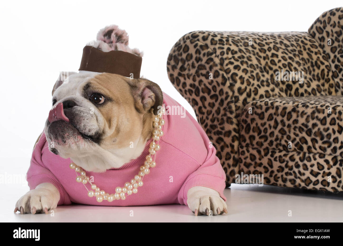 Crueldad Adaptación Punto de exclamación Perrita Bulldog Inglés - vistiendo ropa femenina sobre fondo blanco  Fotografía de stock - Alamy