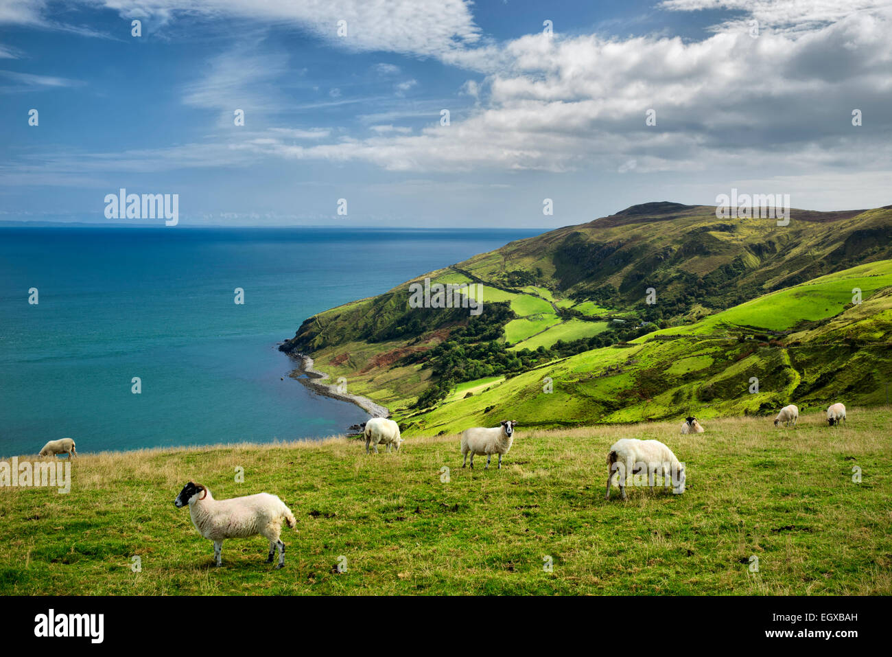 Vista desde Torr Head con el pastoreo ovino. De Antrim, Irlanda del Norte Foto de stock