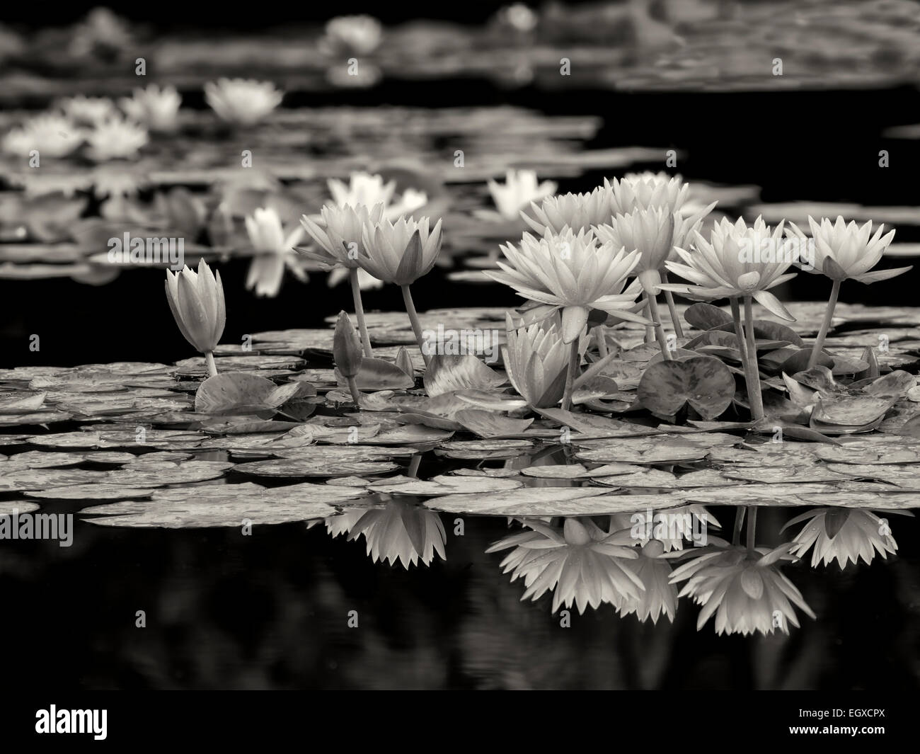 Nenúfares en flor en el estanque.con la reflexión. Oregon Foto de stock