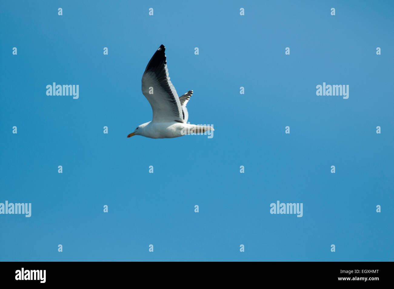 La gaviota cocinera o Cape gaviota volar sobre el sur del Océano Atlántico frente a la costa de Sudáfrica. Dominikanermöwe fliegt über dem Südatlantik Foto de stock