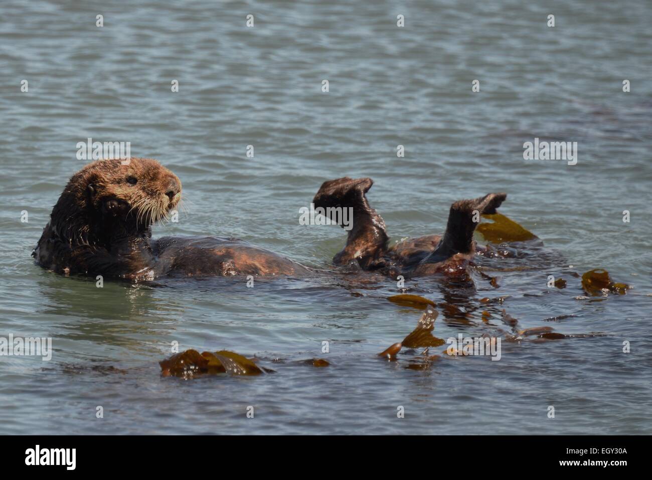 Nutria en algas marinas con la cabeza y los pies para arriba. Morro Bay, CA Foto de stock