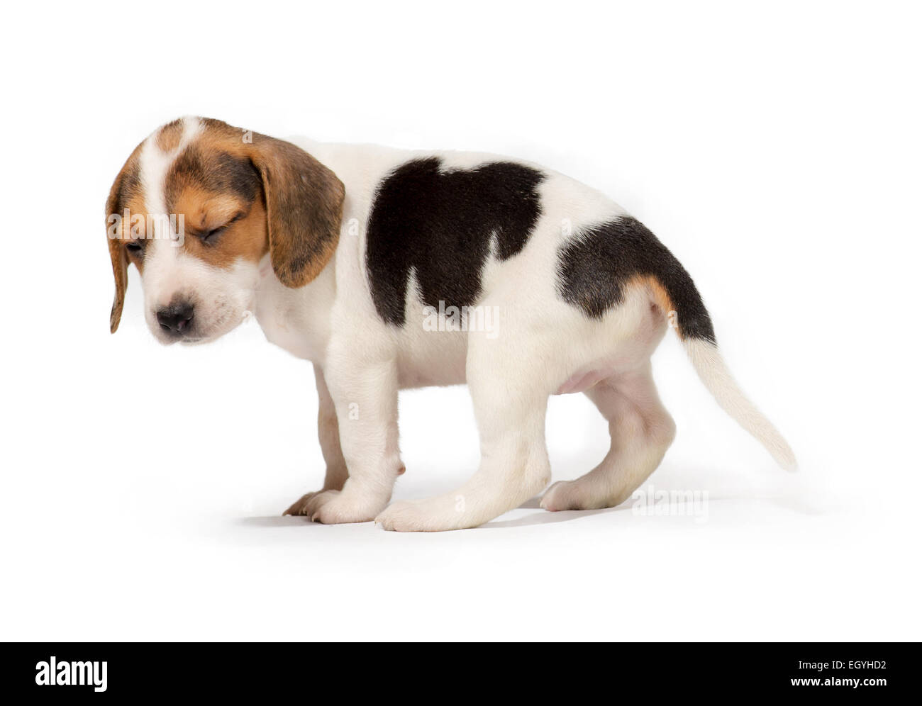 Sad puppy fotografías e imágenes de alta resolución - Alamy