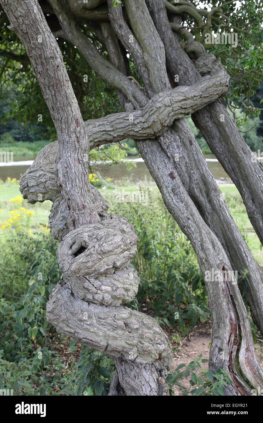 Retorcido y nudosas ramas de árbol Foto de stock