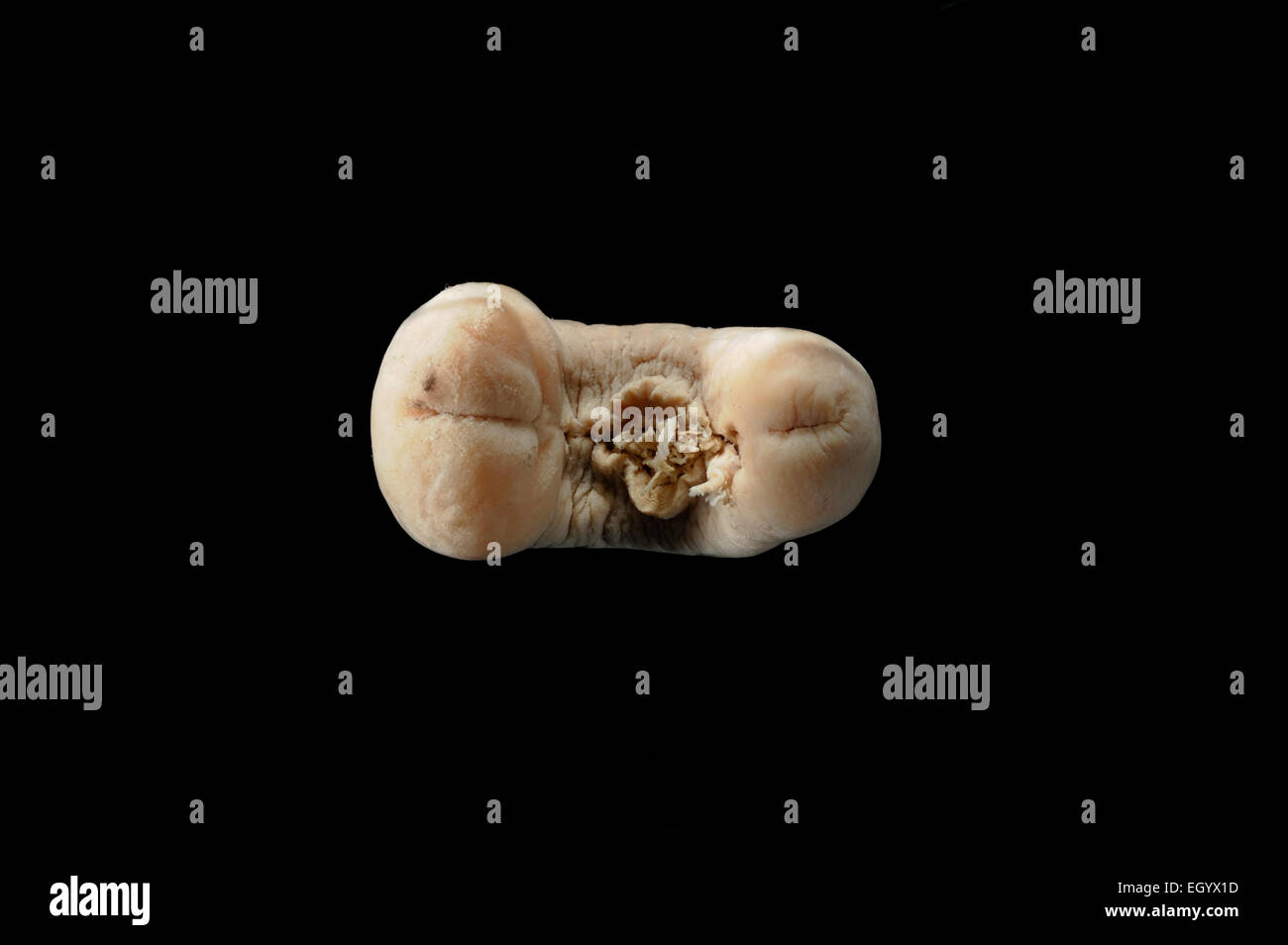 (Neomenia herwigi) foto fue tomada en cooperación con el Museo de Zoología de la Universidad de Hamburg | Riesenfurchenfüßer (Neome Foto de stock