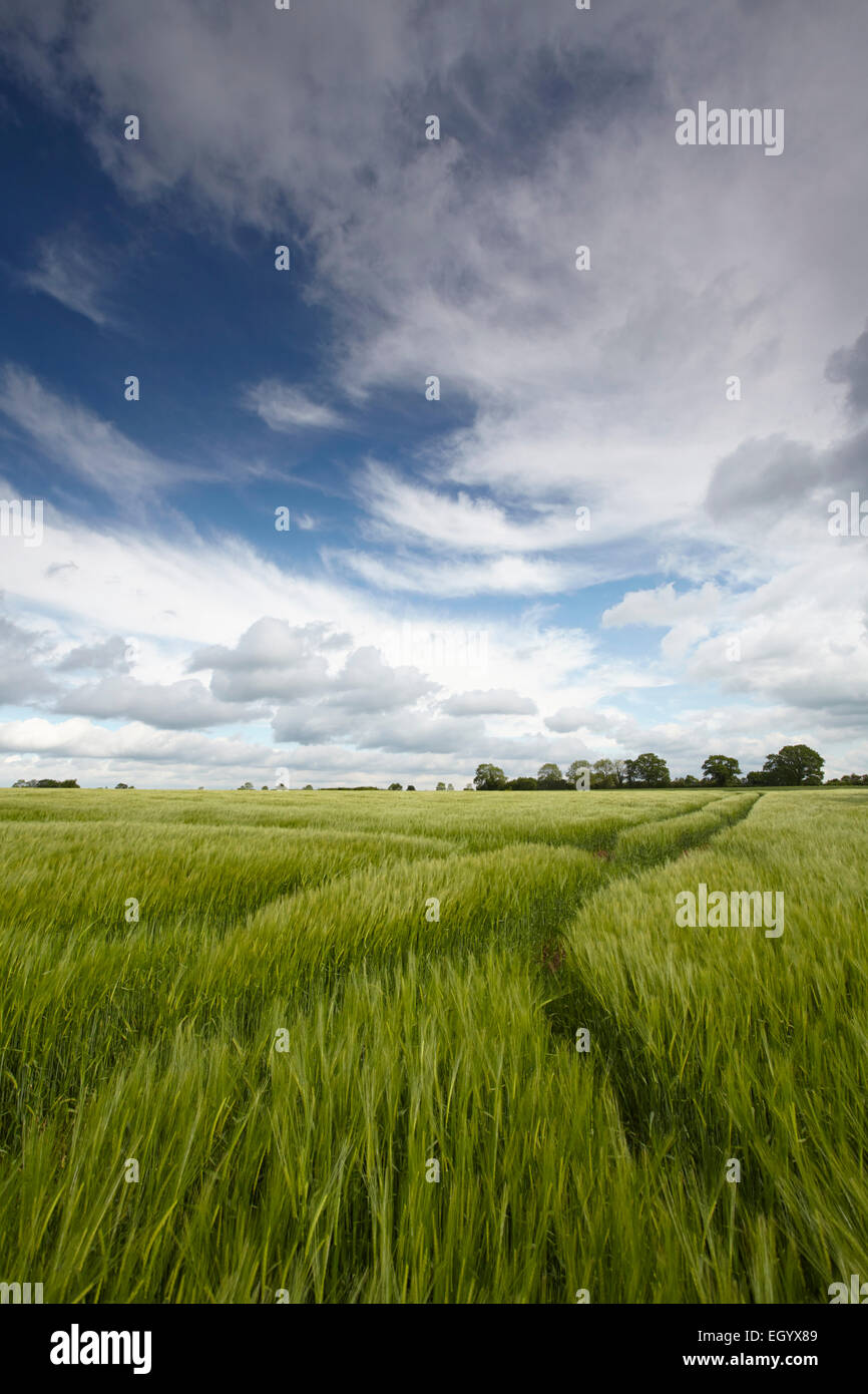 Campo de cebada verde bajo un gran cielo de Norfolk Foto de stock