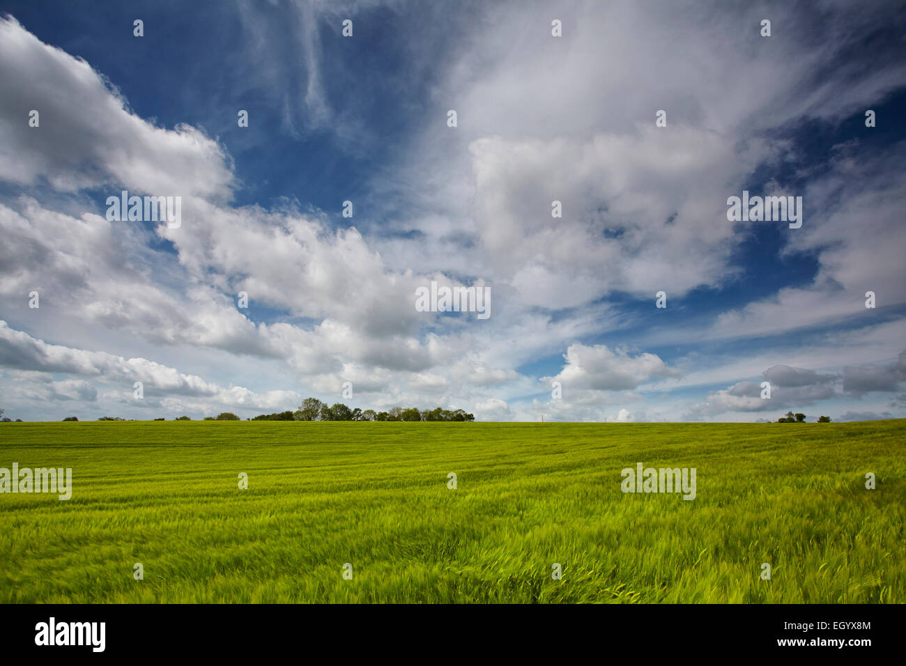 Campo de cebada verde bajo un gran cielo de Norfolk Foto de stock