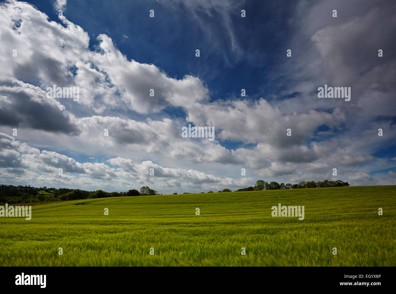 Campo de cebada verde bajo un gran cielo de Norfolk Foto de stock