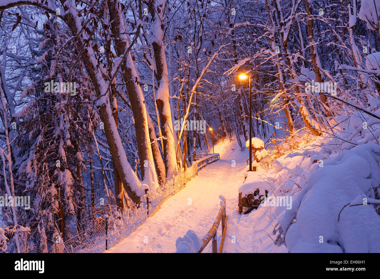 Alemania, Baviera, Wolfratshausen, ruta iluminada en invierno bosque Foto de stock