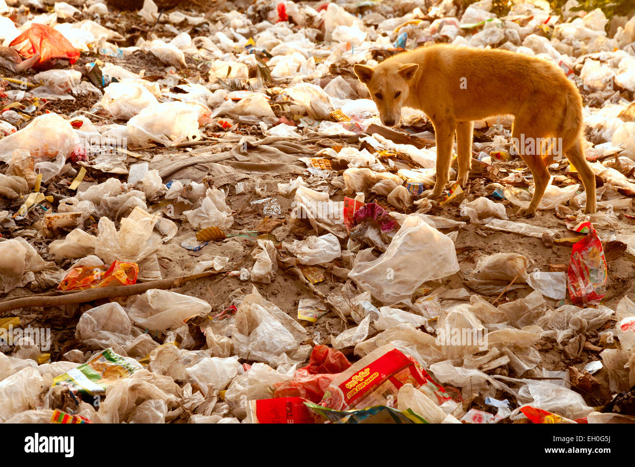 Asia Contaminación - un perro que se está forrajando en un montón de basura - ejemplo de contaminación grave; Mandalay, Myanmar ( Birmania ), Asia Foto de stock