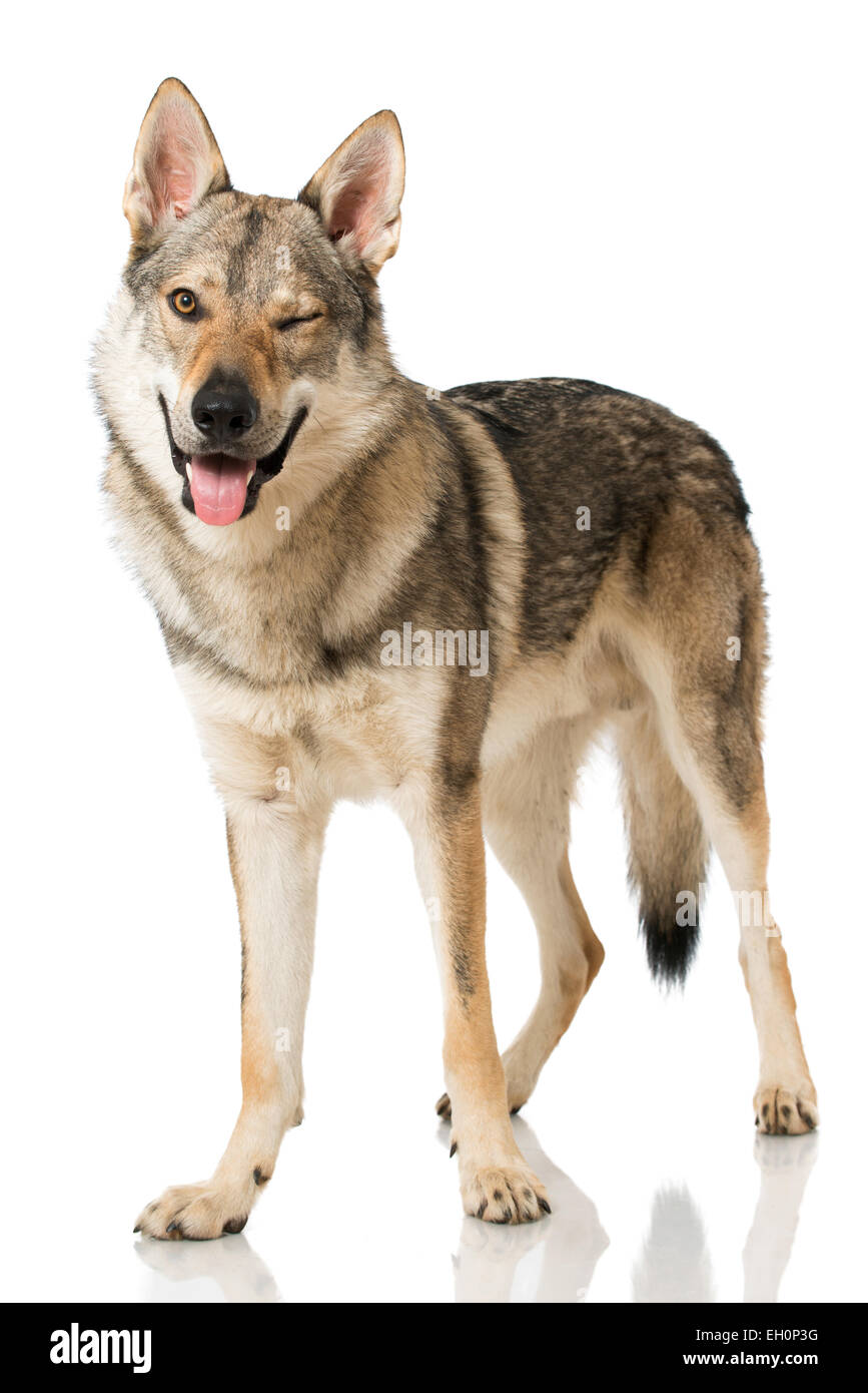 Perro lobo aislado en blanco Foto de stock