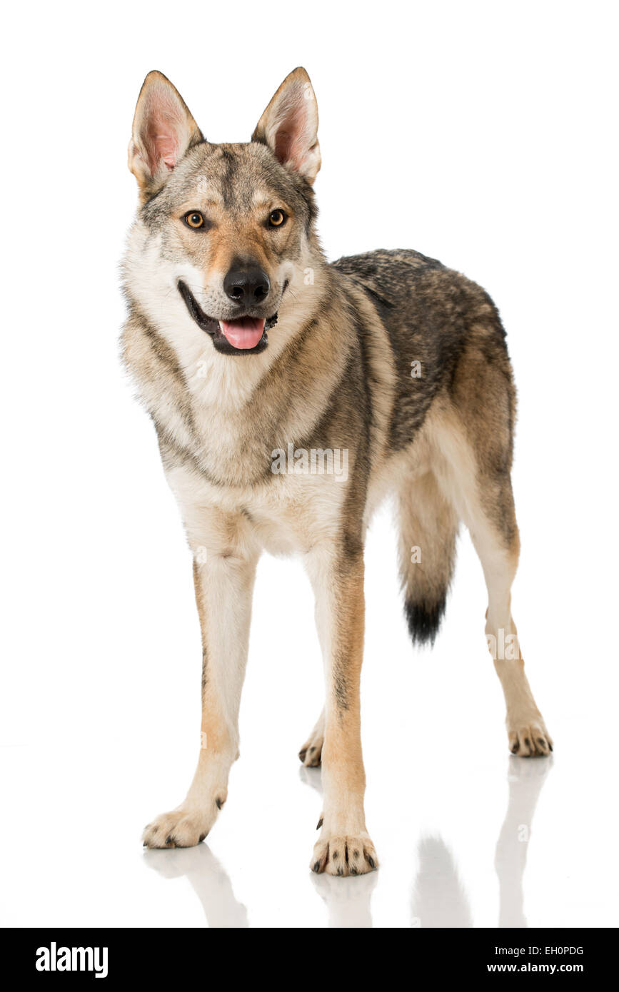 Perro lobo aislado en blanco Foto de stock