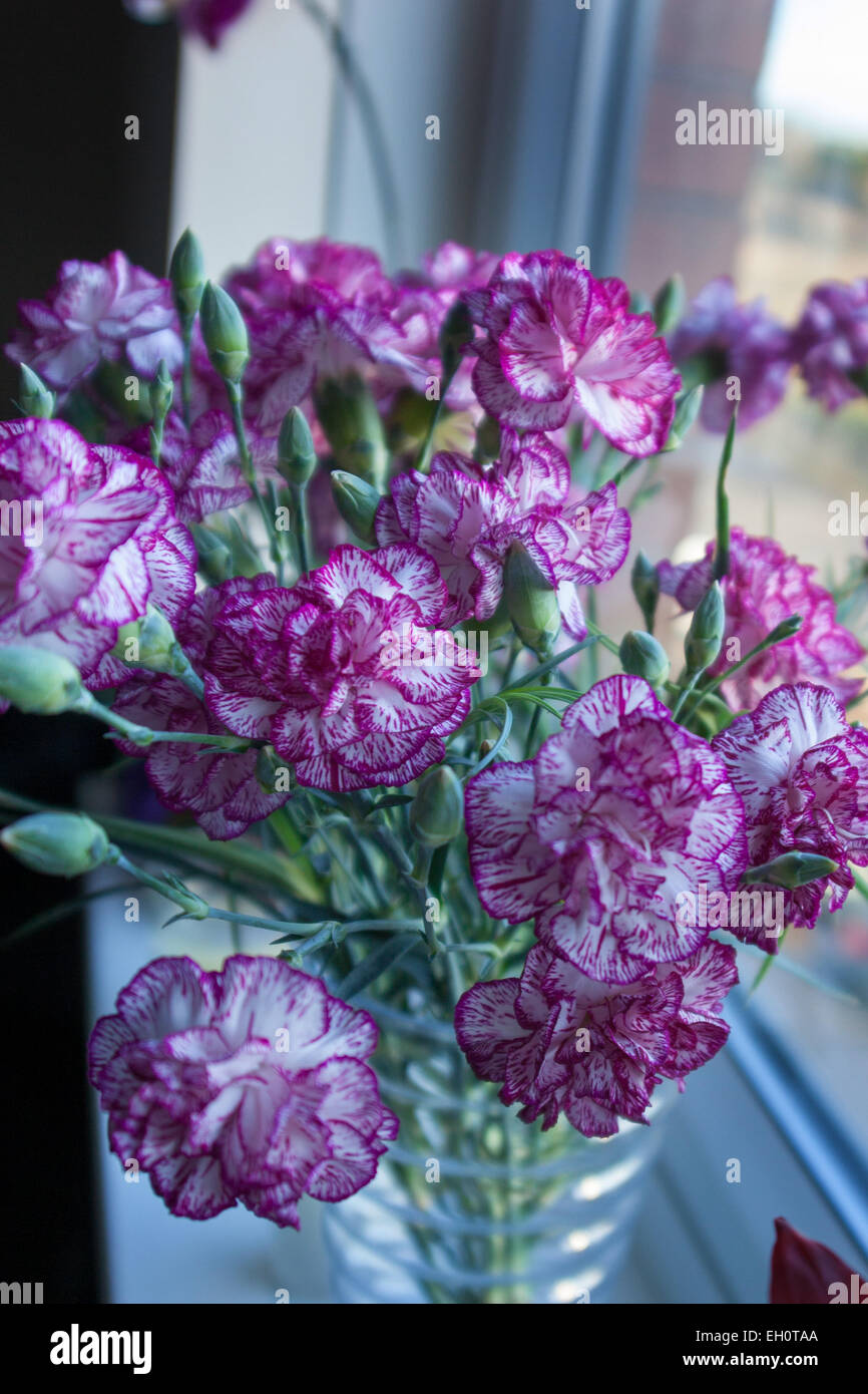 Clavel morado y blanco fotografías e imágenes de alta resolución Alamy