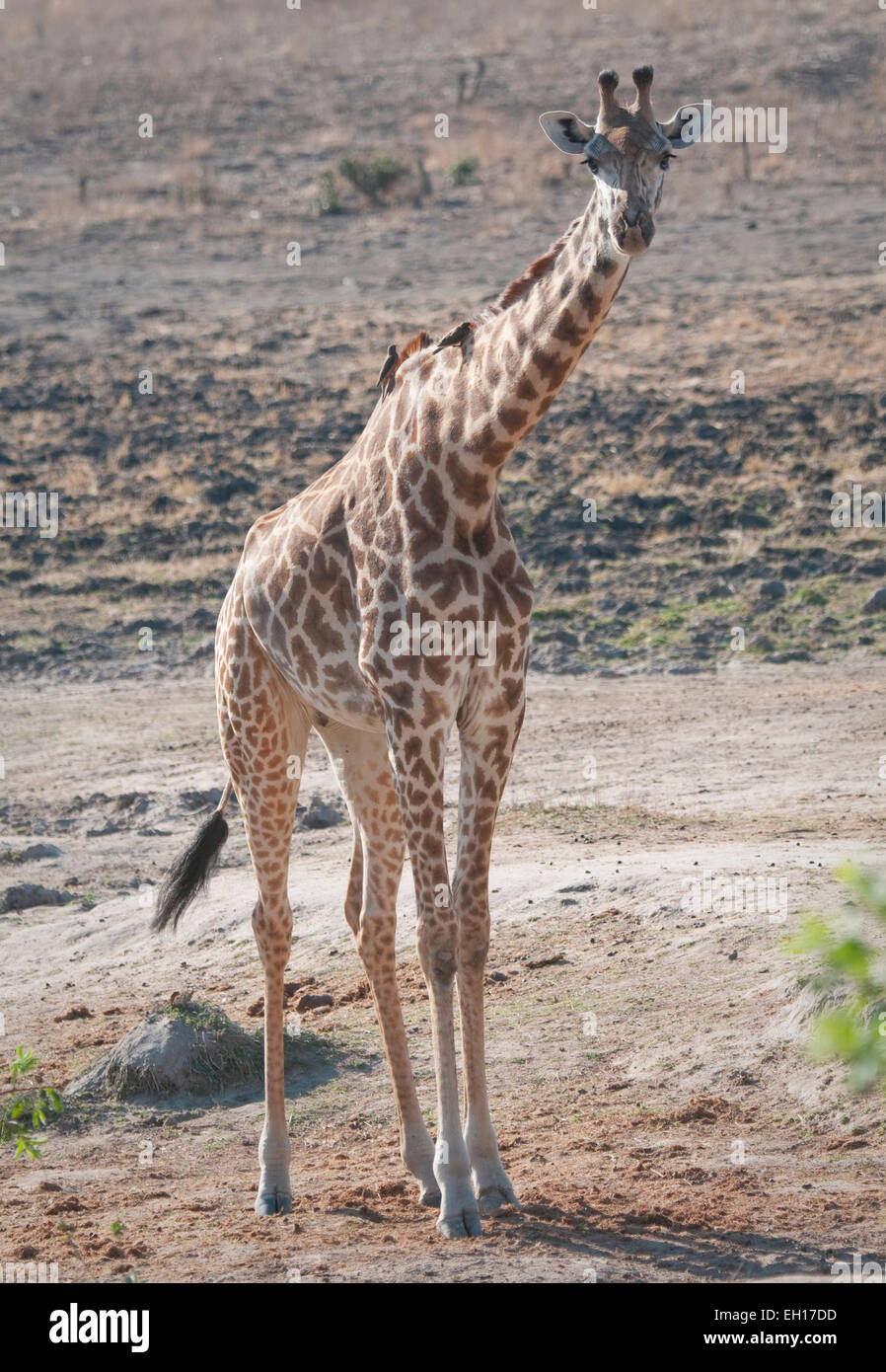 Retrato de jirafa Masai pie Foto de stock