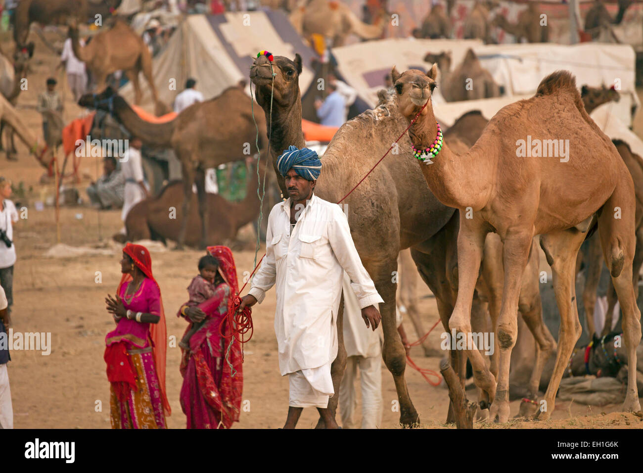 Camello y feria de ganado o feria de Pushkar Pushkar Mela, Pushkar, Rajastán, India, Asia Foto de stock