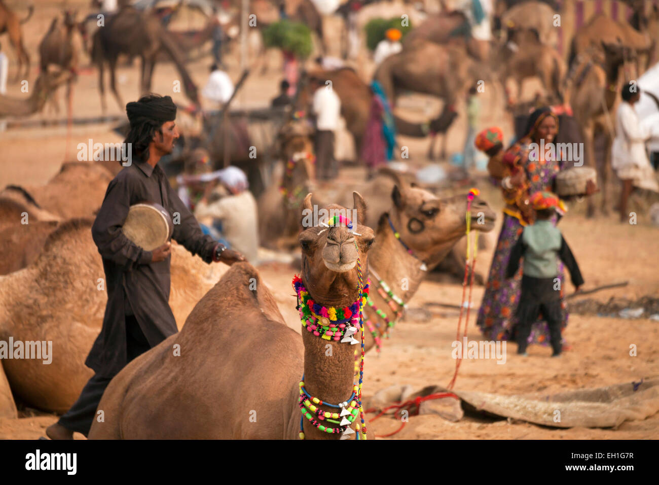 Camello y feria de ganado o feria de Pushkar Pushkar Mela, Pushkar, Rajastán, India, Asia Foto de stock