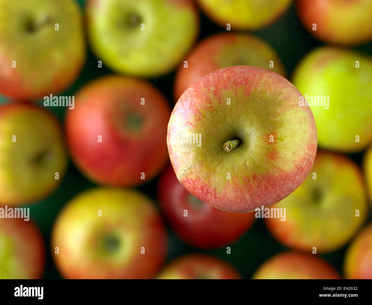 Manzanas inglés Foto de stock